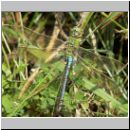 Anax imperator - Grosse Koenigslibelle m03.jpg